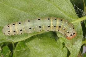 Attēlu rezultāti vaicājumam “Achlya flavicornis”