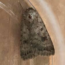 Attēlu rezultāti vaicājumam “Caradrina morpheus”