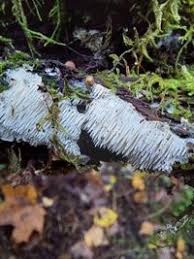 Attēlu rezultāti vaicājumam “Dentipellis fragilis”