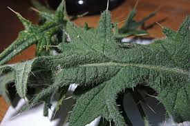 Attēlu rezultāti vaicājumam “Cirsium vulgare leaf”