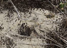 Attēlu rezultāti vaicājumam “Bembix rostrata”