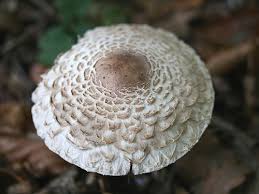 Attēlu rezultāti vaicājumam “Macrolepiota rhacodes var. bohemica”