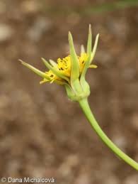 Attēlu rezultāti vaicājumam “Tragopogon pratensis subsp. pratensis leaf”