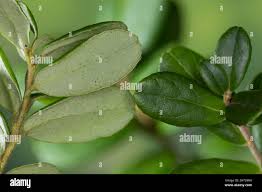 Attēlu rezultāti vaicājumam “Vaccinium vitis-idaea leaf”