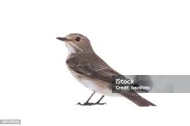 Attēlu rezultāti vaicājumam “Muscicapa striata adult”