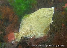 Image result for Platichthys flesus