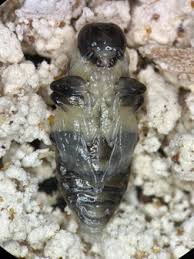 Attēlu rezultāti vaicājumam “Scardia boletella pupa”