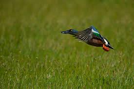 Attēlu rezultāti vaicājumam “Anas clypeata male”