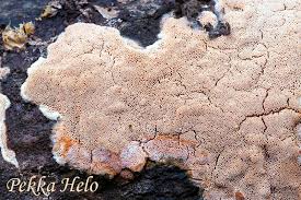 Attēlu rezultāti vaicājumam “Ceriporiopsis resinascens”