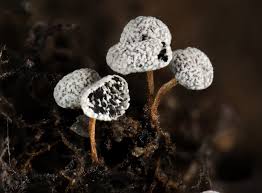 Attēlu rezultāti vaicājumam “Physarum cf. diderma macro”