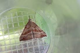 Attēlu rezultāti vaicājumam “Hypena proboscidalis”