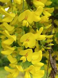 Attēlu rezultāti vaicājumam “Laburnum anagyroides”