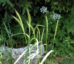 Attēlu rezultāti vaicājumam “Elymus caninus”