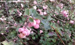 Attēlu rezultāti vaicājumam “Symphoricarpos x chenaultii”