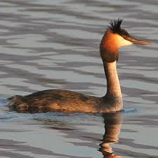 Attēlu rezultāti vaicājumam “Podiceps cristatus adult”