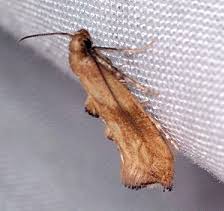 Attēlu rezultāti vaicājumam “Epermeniidae”