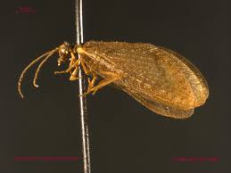 Attēlu rezultāti vaicājumam “Hemerobius perelegans”