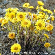 Attēlu rezultāti vaicājumam “Tussilago farfara fruit”