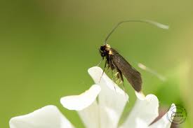 Attēlu rezultāti vaicājumam “Cauchas rufimitrella”