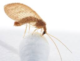 Attēlu rezultāti vaicājumam “Hemerobiidae”