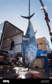 Image result for Thunnus thynnus