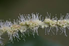 Attēlu rezultāti vaicājumam “Licea castanea macro”