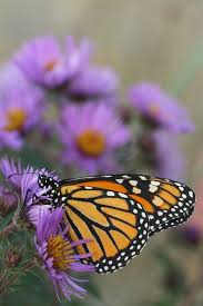 Attēlu rezultāti vaicājumam “Symphyotrichum novae-angliae flower”