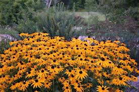 Image result for Rudbeckia fulgida