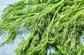 Image result for Dill