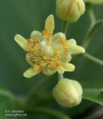 Attēlu rezultāti vaicājumam “Tilia tomentosa flower”