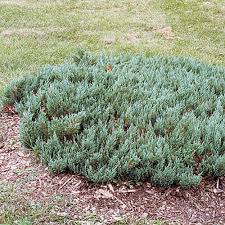 Attēlu rezultāti vaicājumam “Juniperus sabina”
