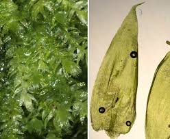 Attēlu rezultāti vaicājumam “Pseudotaxiphyllum elegans”