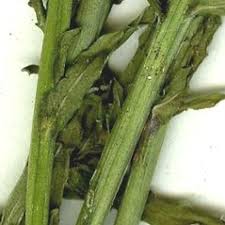 Attēlu rezultāti vaicājumam “Jasione montana leaf”