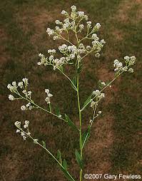 Attēlu rezultāti vaicājumam “Lepidium latifolium flower”