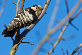 Attēlu rezultāti vaicājumam “Dendrocopos minor”