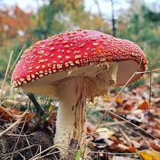 Image result for vliegenzwam