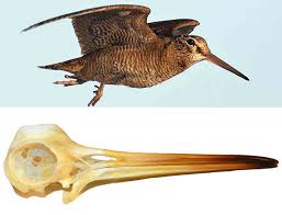 Attēlu rezultāti vaicājumam “Scolopax rusticola nest”