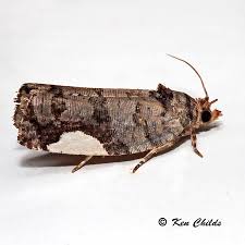 Attēlu rezultāti vaicājumam “Tortricidae”