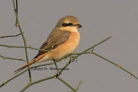 Image result for Lanius isabellinus