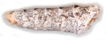 Attēlu rezultāti vaicājumam “Euphyia unangulata”