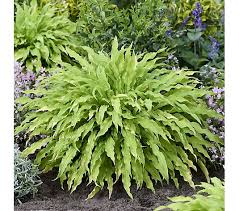 Image result for Hillingdon Streamers