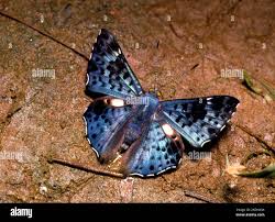 Attēlu rezultāti vaicājumam “Riodinidae”