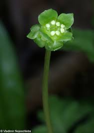 Attēlu rezultāti vaicājumam “Adoxa moschatellina”