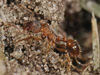 Attēlu rezultāti vaicājumam “Myrmica rubra”