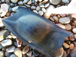 Image result for Dipturus intermedius