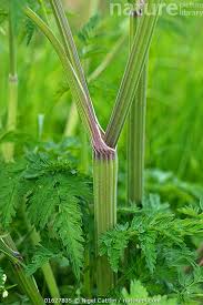 Attēlu rezultāti vaicājumam “Anthriscus sylvestris leaf”
