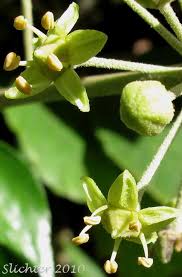 Attēlu rezultāti vaicājumam “Hedera helix  flower”
