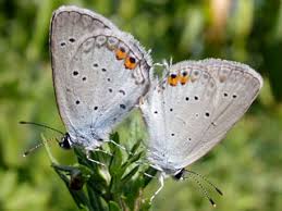 Attēlu rezultāti vaicājumam “Everes argiades female”