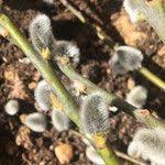 Attēlu rezultāti vaicājumam “Salix caprea fruit”