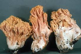 Attēlu rezultāti vaicājumam “Ramaria formosa”